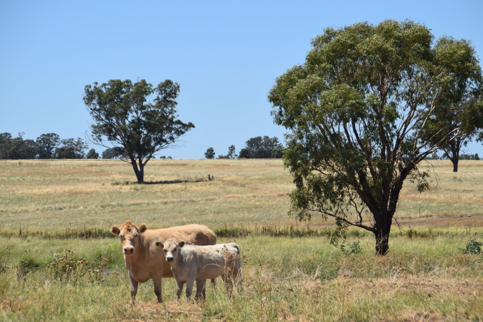 'Dilly Park' 24 Dilly Road, Biddon NSW 2827, Image 0