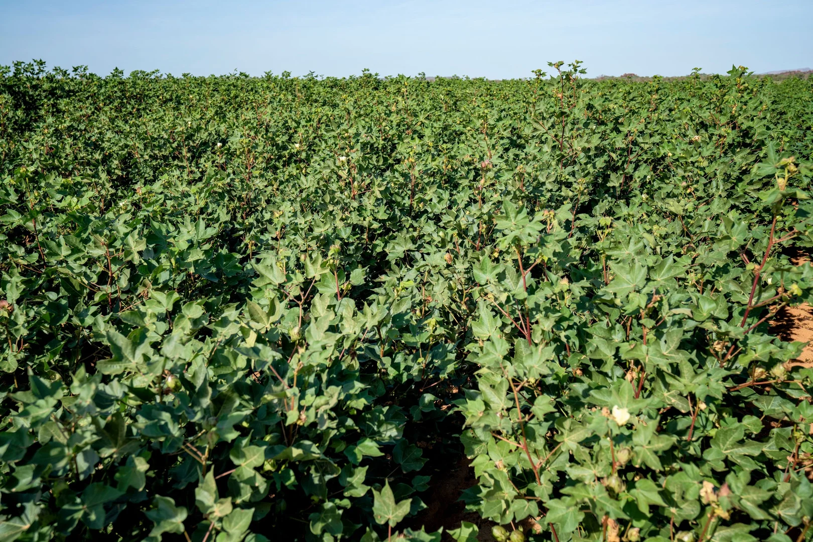 Image 7