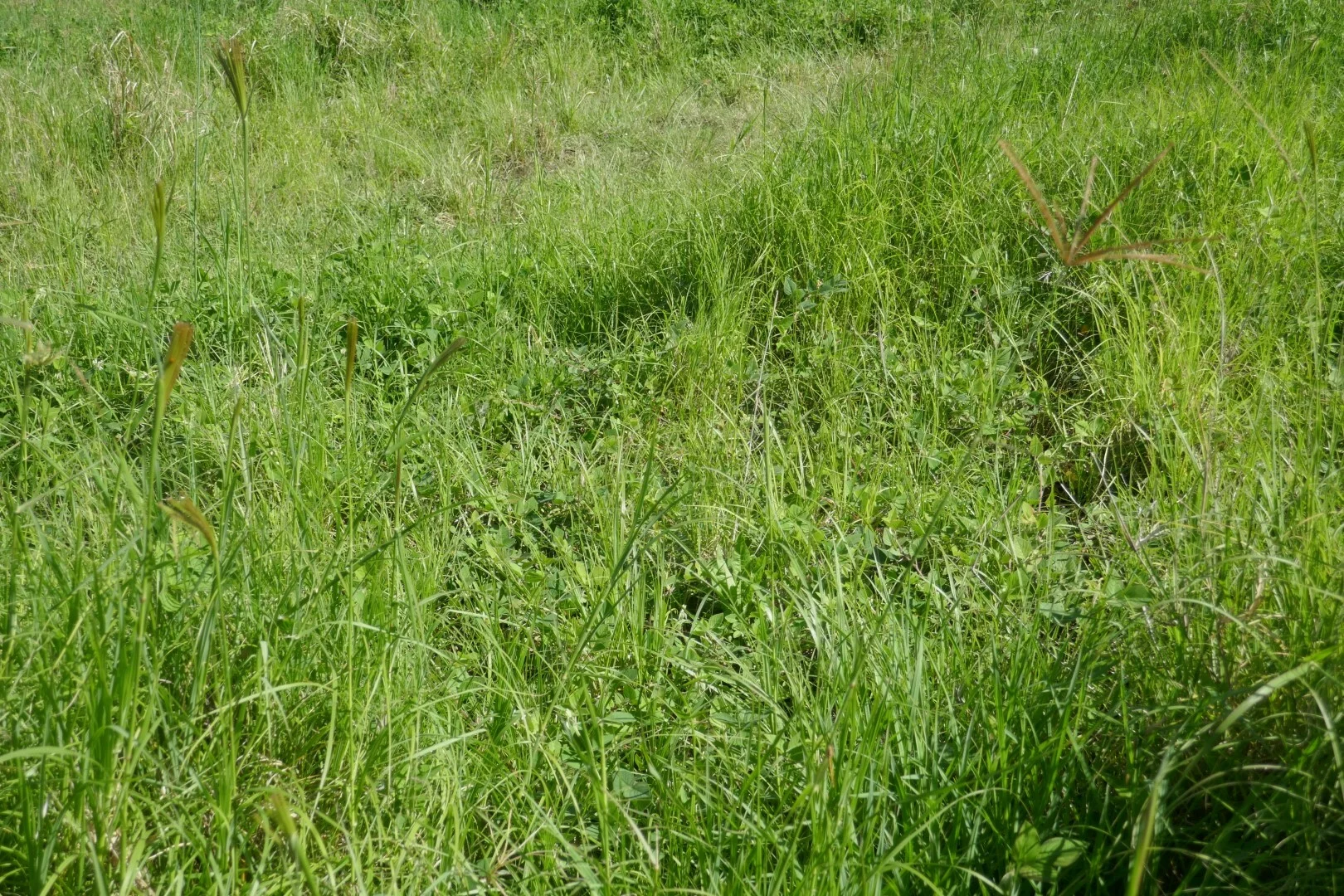 Image 29
