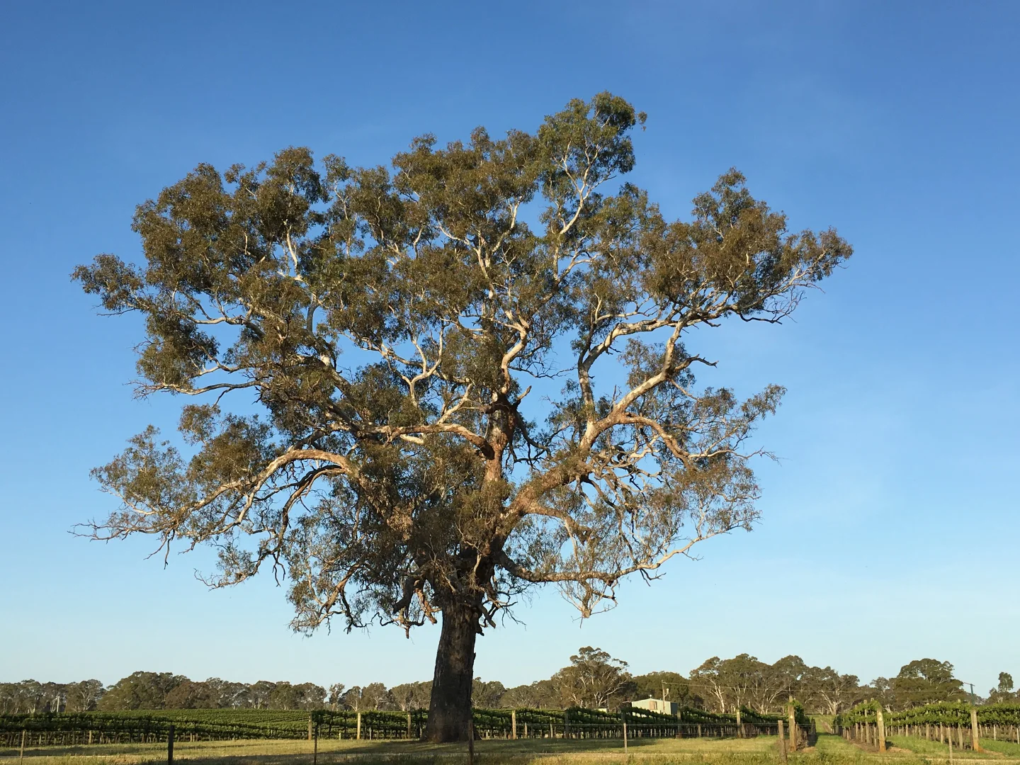 Image 11