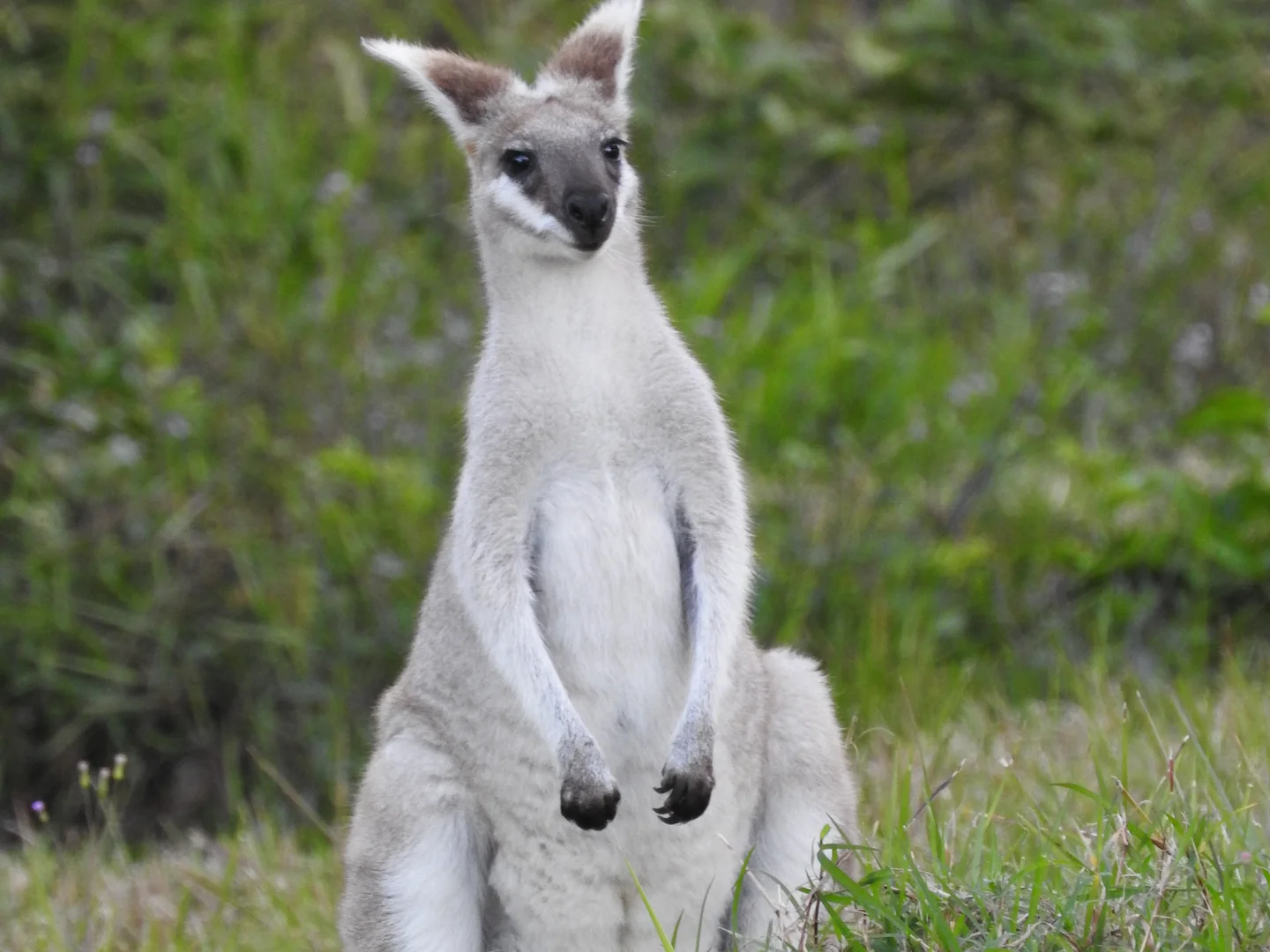 Additional image 34 of 35 Starfish Street, Agnes Water QLD 4677