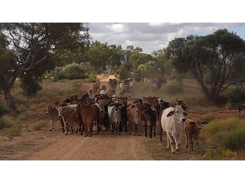 Mooloo Downs, MullewaCarnarvon Road, Gascoyne Junction WA 6705