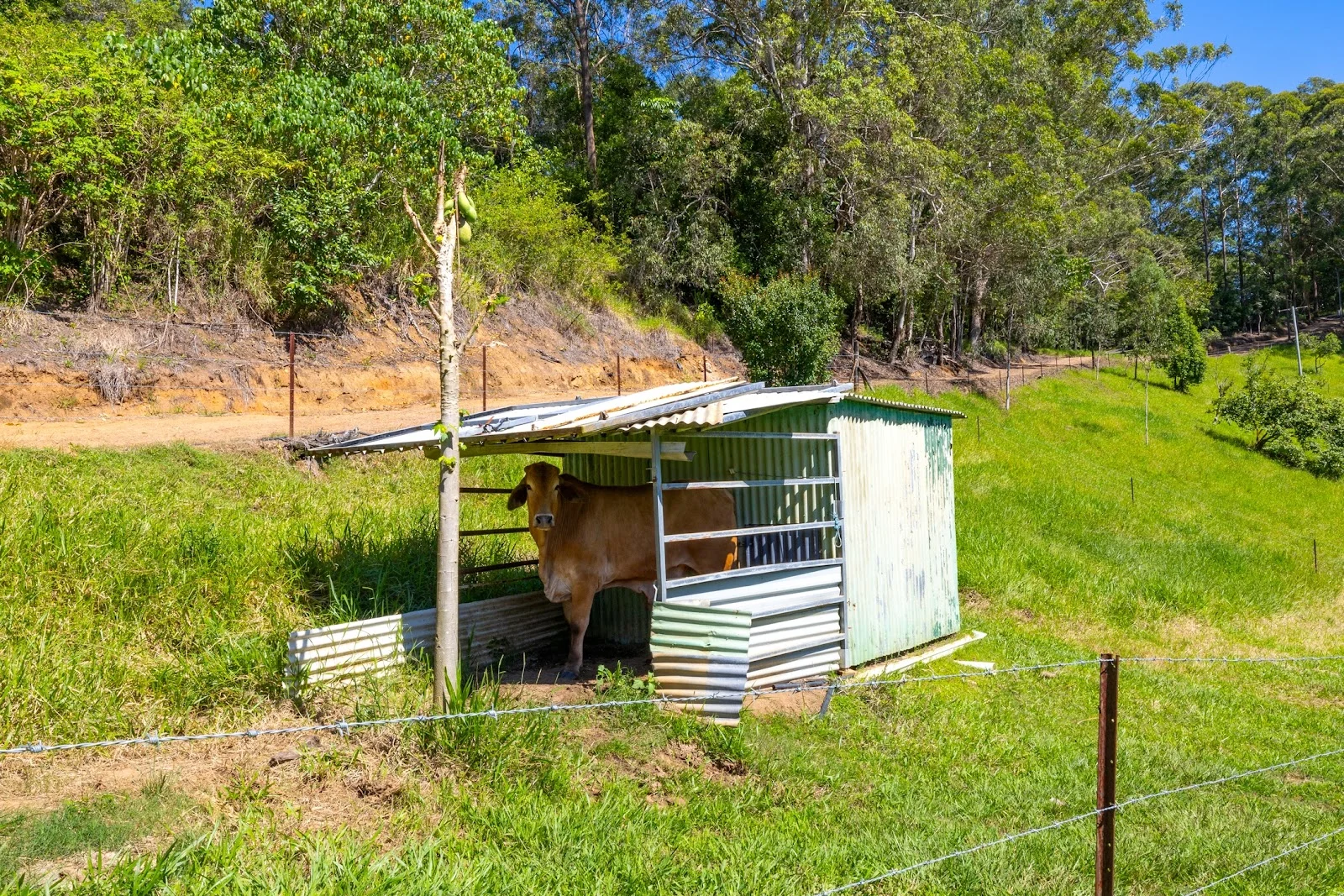 Additional image 9 of 43 Houghtons Road, Landers Shoot QLD 4555
