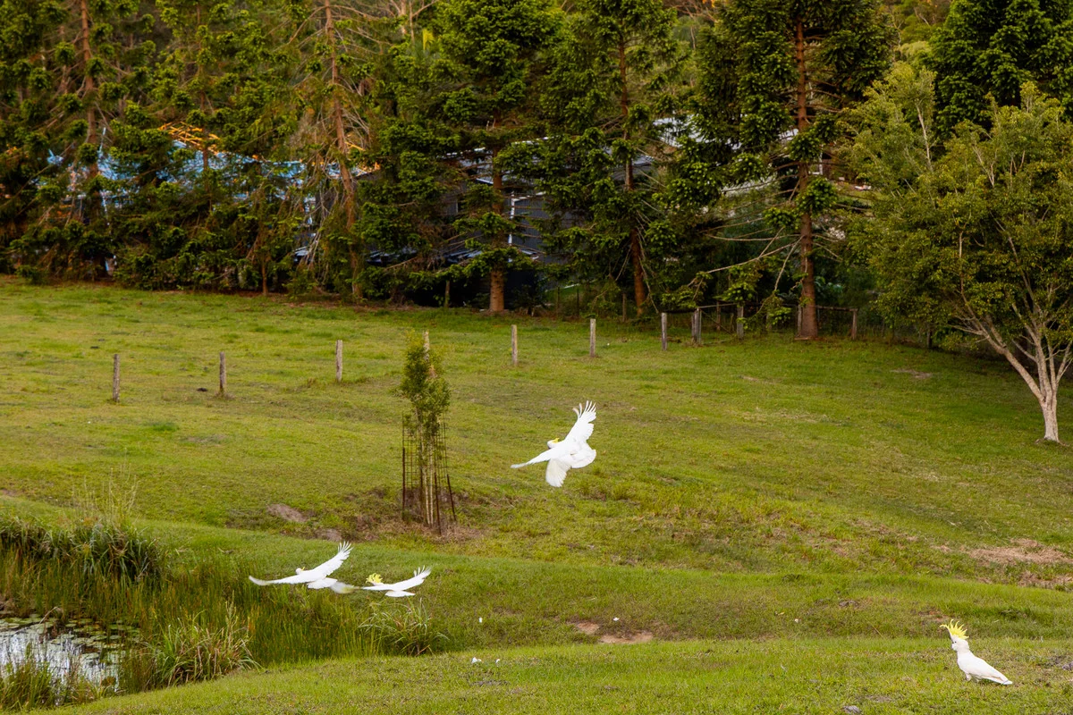 Additional image 29 of 79 Isambert Road, Glenview QLD 4553