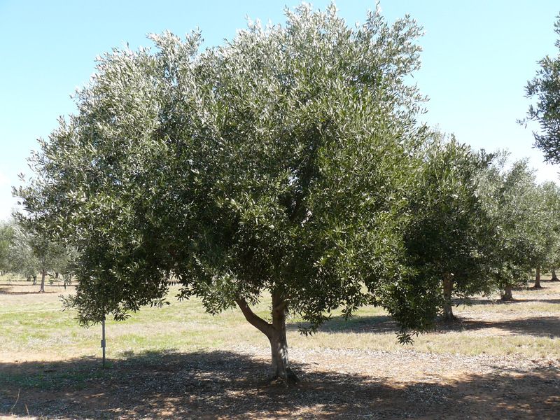 Block 1 - Eden Valley, Moree NSW 2400, Image 1