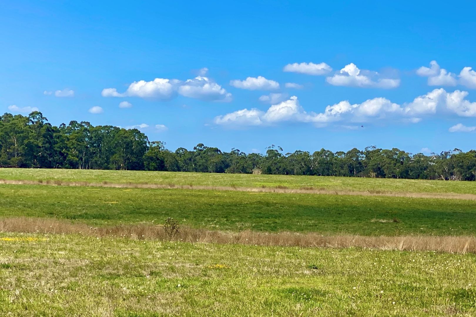  TimboonColac Road, Scotts Creek VIC 3267 House for Sale Domain