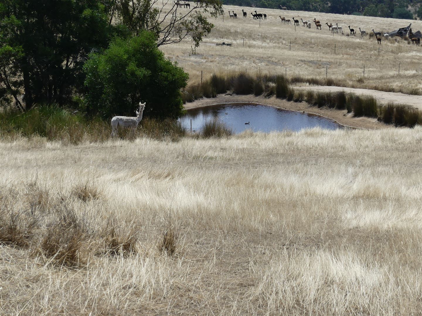 Lot 2/571 Galls Gap Rd, Strathbogie VIC 3666, Image 0