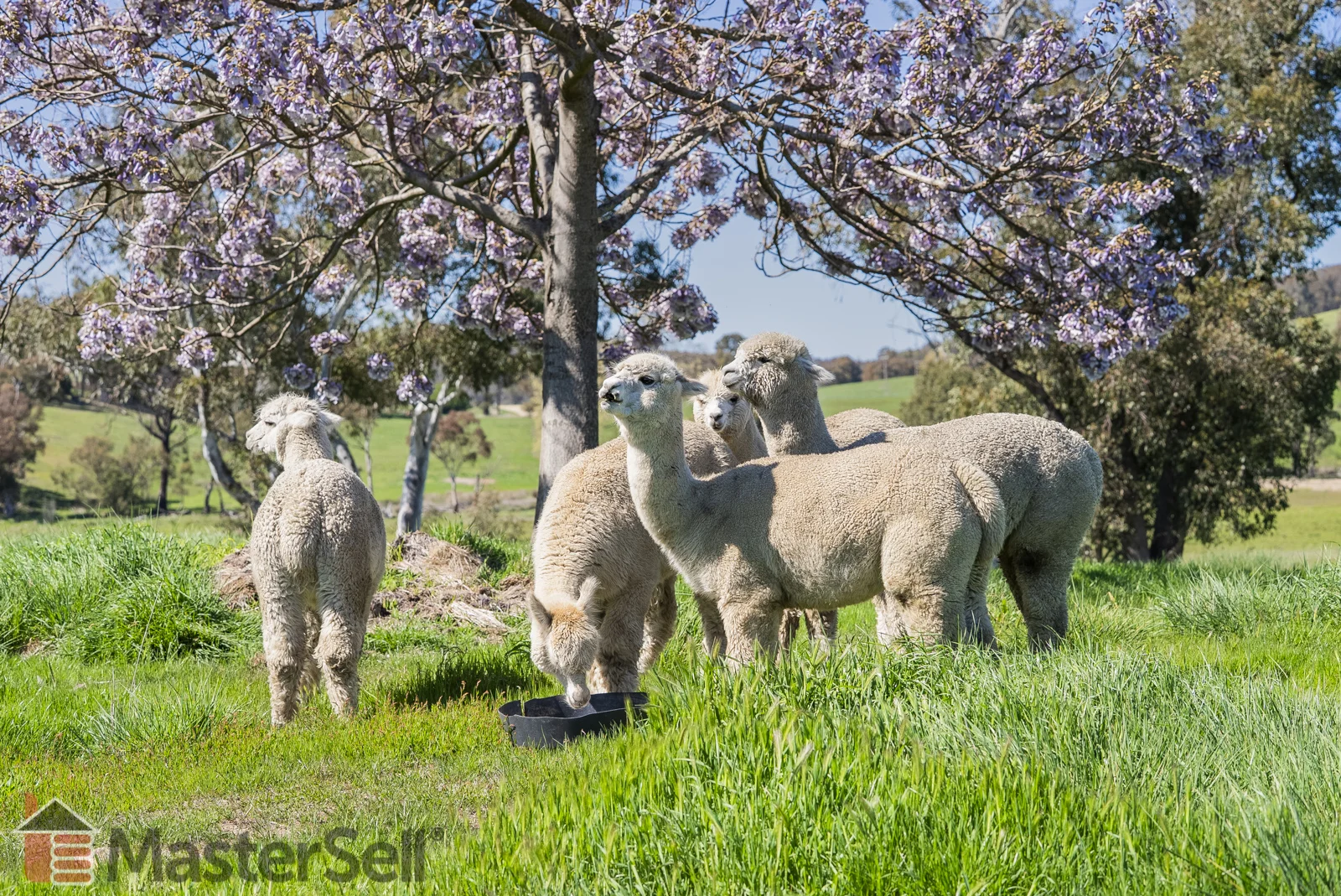 Additional image 6 of 172 Murray’s Crossing Road, Tumbarumba NSW 2653