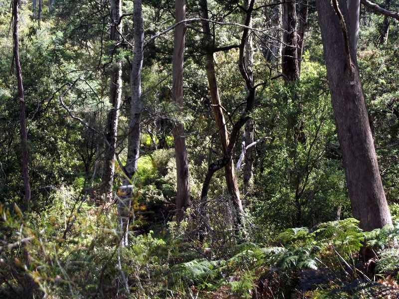 Lot 1 Terryvale Road, GOSHEN TAS 7216, Image 2