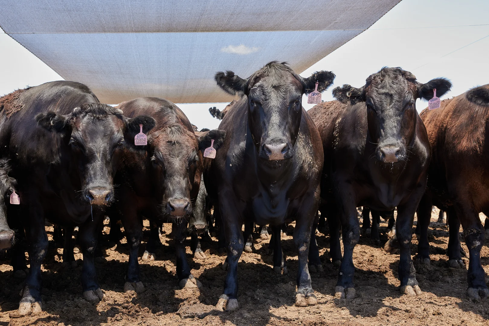 Additional image 7 of 556 Grassdale Road, Springvale QLD 4405