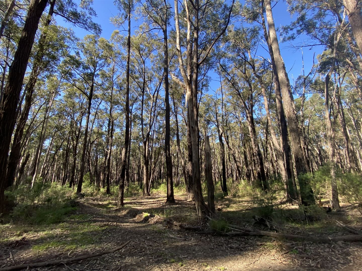 0 Whitelaws Track, Devon North VIC 3971, Image 2