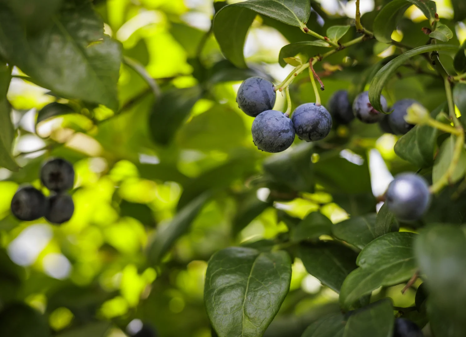 Additional image 16 of 1363 Whittlesea Yea Road, Kinglake West VIC 3757