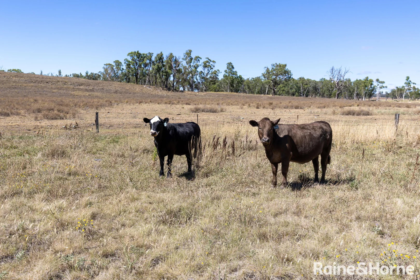Additional image 24 of 491 Goomerah Lane, Nullamanna NSW 2360