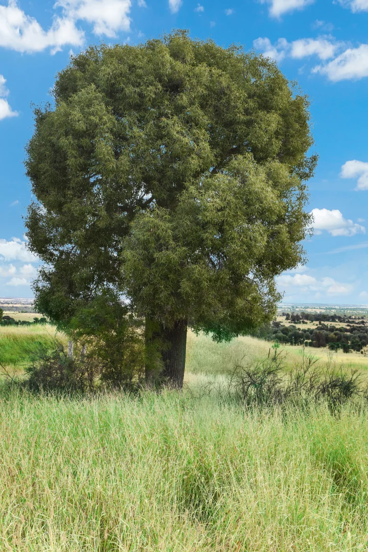 Image 20