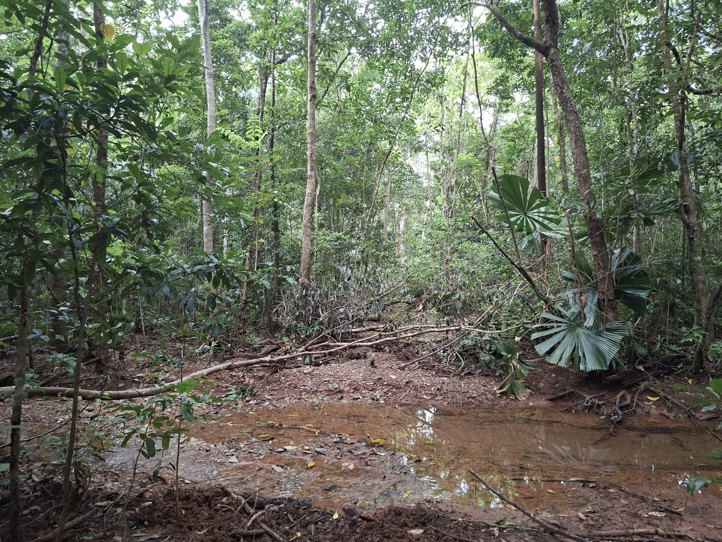 Additional image 9 of Lot 140 Quandong Road, Cow Bay, Daintree QLD 4873