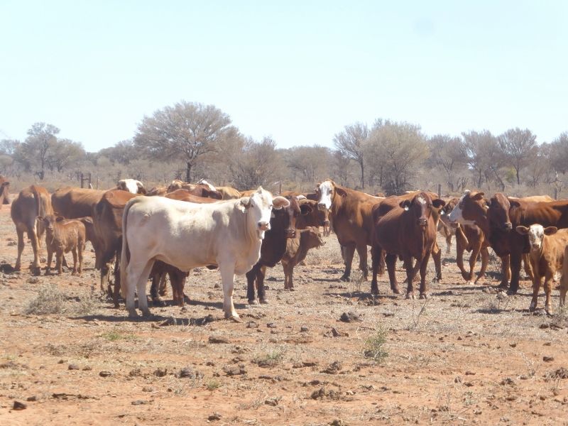 Quilpie QLD 4480, Image 0