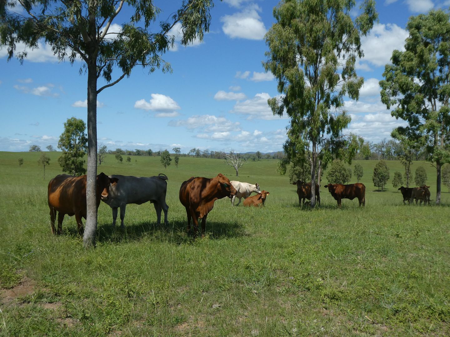 Mingo QLD 4625, Image 1