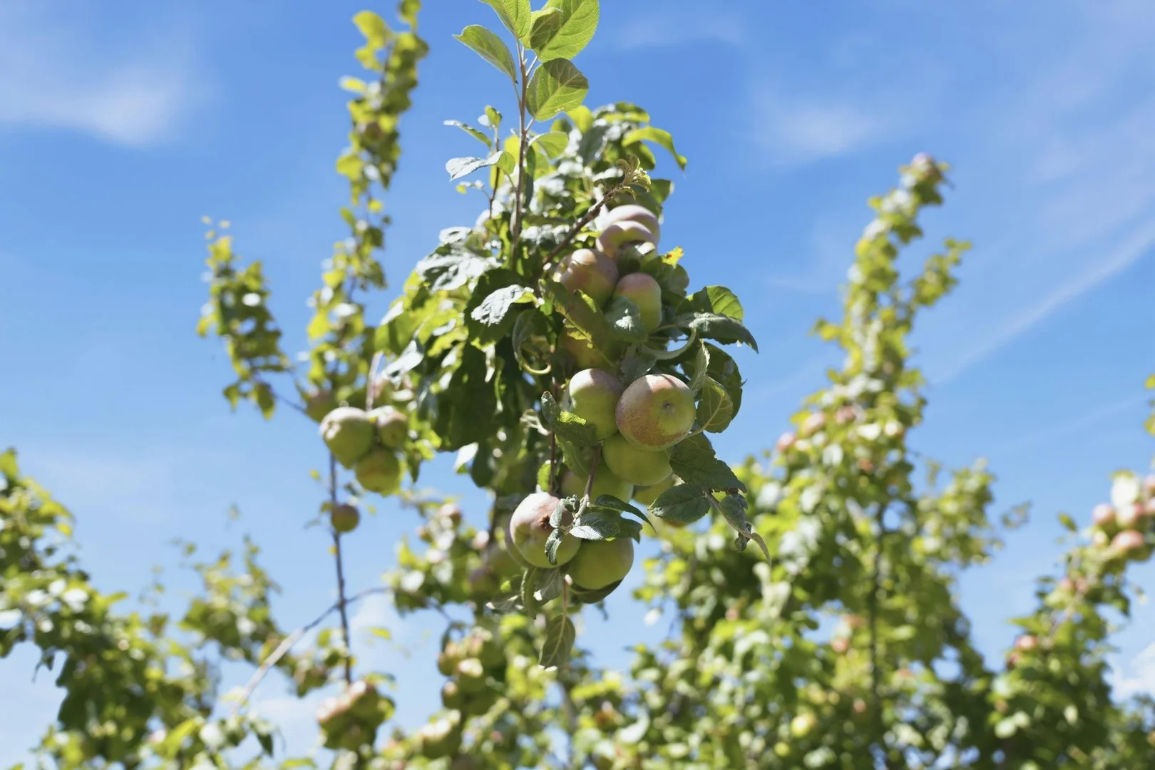 Additional image 23 of Lot 2/37 Henry Street, Bridport TAS 7262