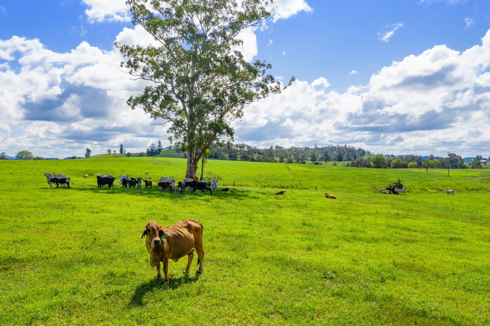 Lot 9, 1023 Kenilworth Skyring Creek Road, Carters Ridge QLD 4563, Image 2