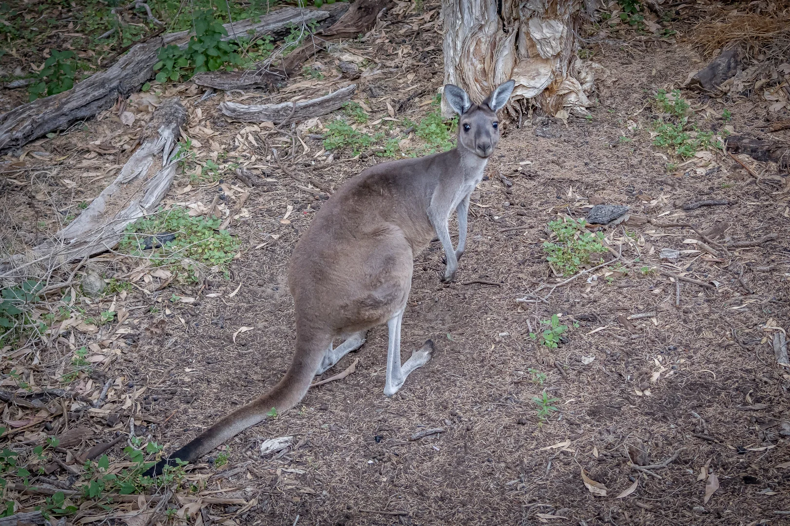 Image 35