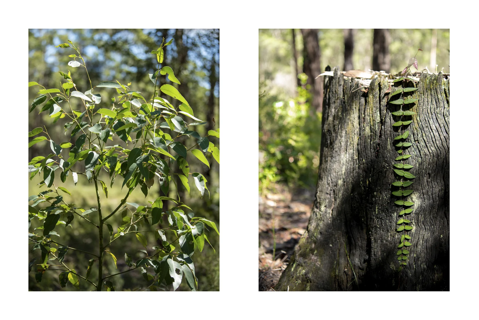 Additional image 23 of Lot 2 Parnell Road, Tomerong NSW 2540