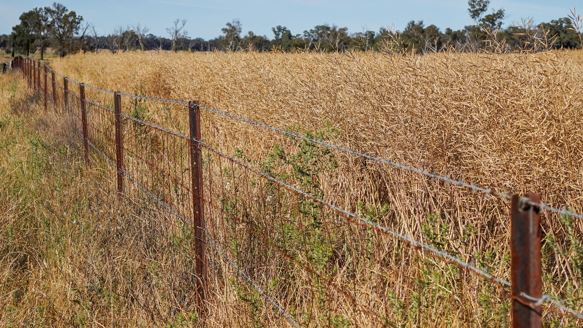Image 11