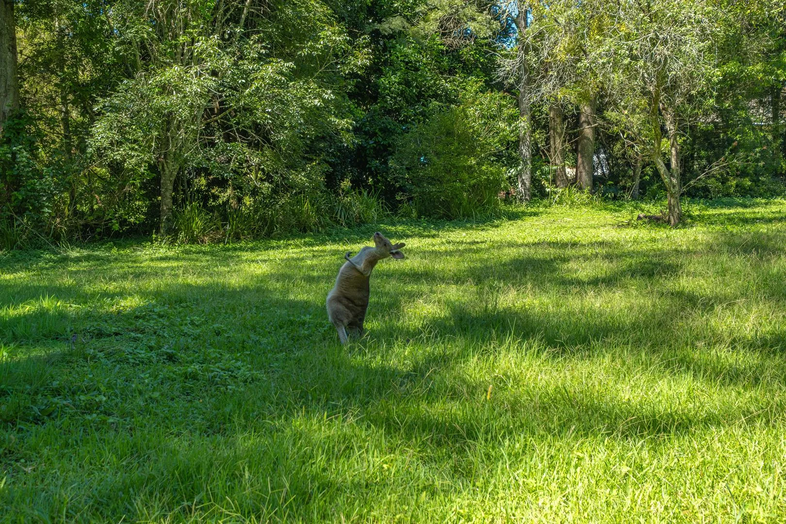 Additional image 25 of Conondale QLD 4552