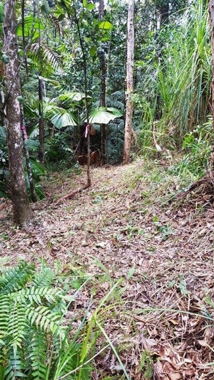 Lot 1 Thornton Peak Drive, Daintree QLD 4873, Image 2