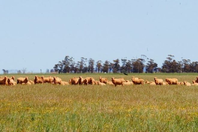 Picture of . Bonnie Rock – Lake Brown Rd, MUKINBUDIN WA 6479