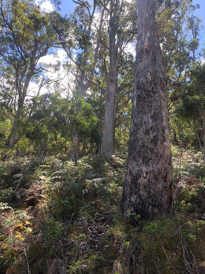 Lot 2, 80 Top Road, Blackwood Creek TAS 7301, Image 0