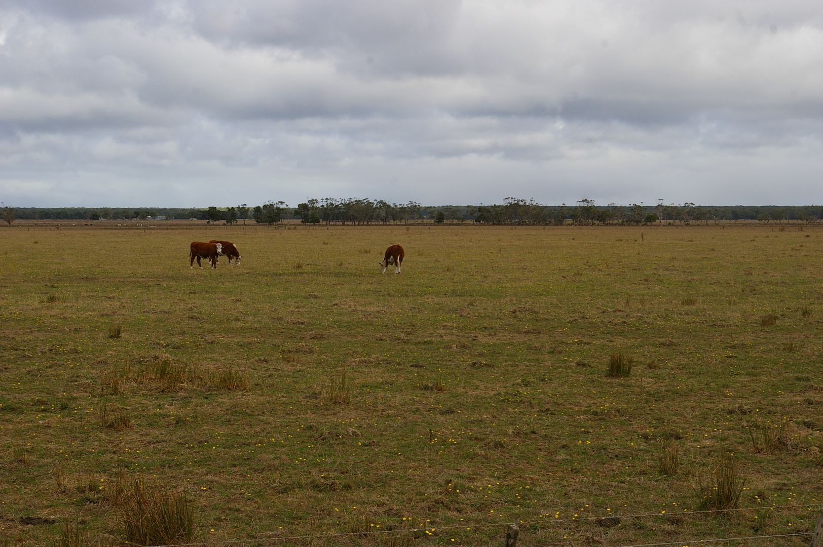 - Ainsworth Rd, Drumborg via, Heywood VIC 3304, Image 1