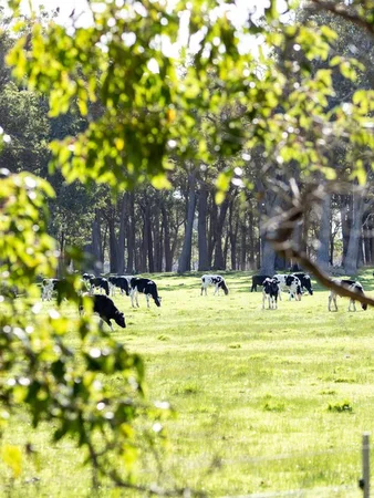 Additional image 19 of Lot 1396 Cresswell Road, Deepdene WA 6290