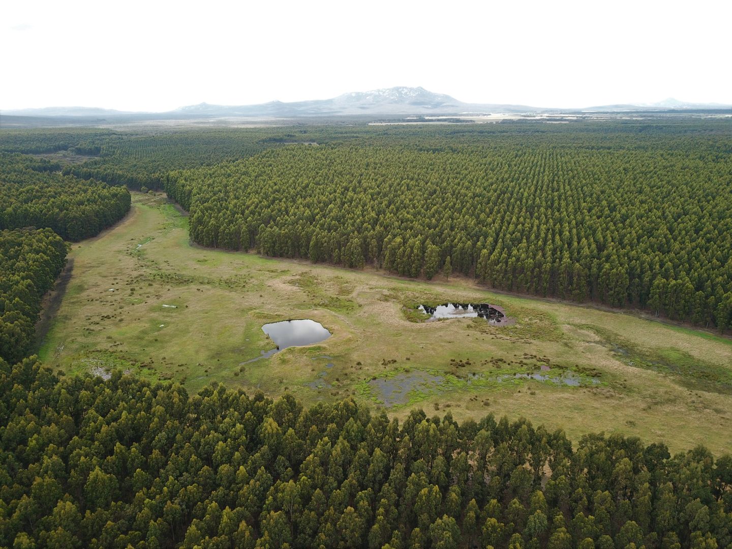 370 Pfeiffer Road, Manypeak Property History & Address Research Domain