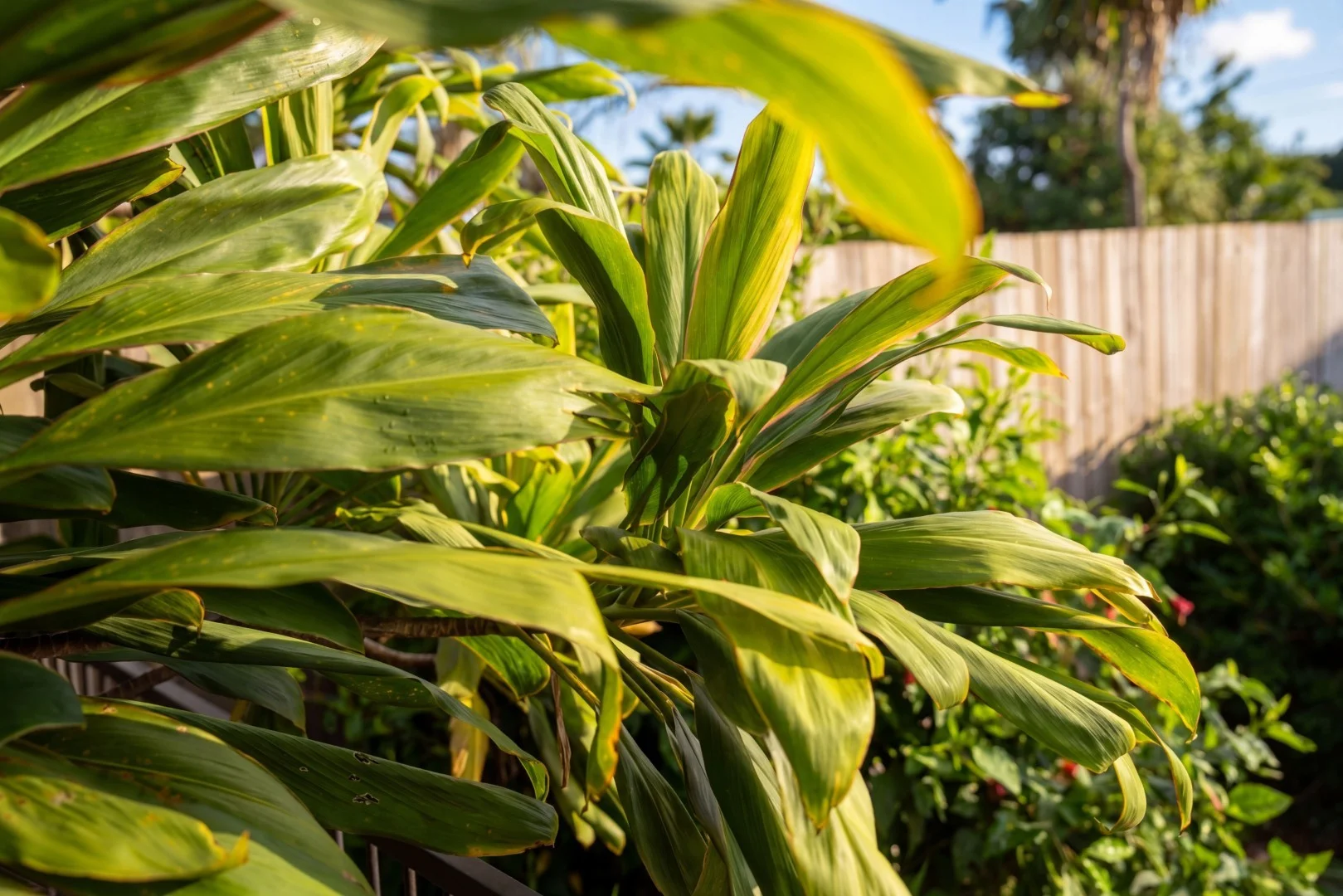 Additional image 19 of 72 Callum Street, Mooroobool QLD 4870