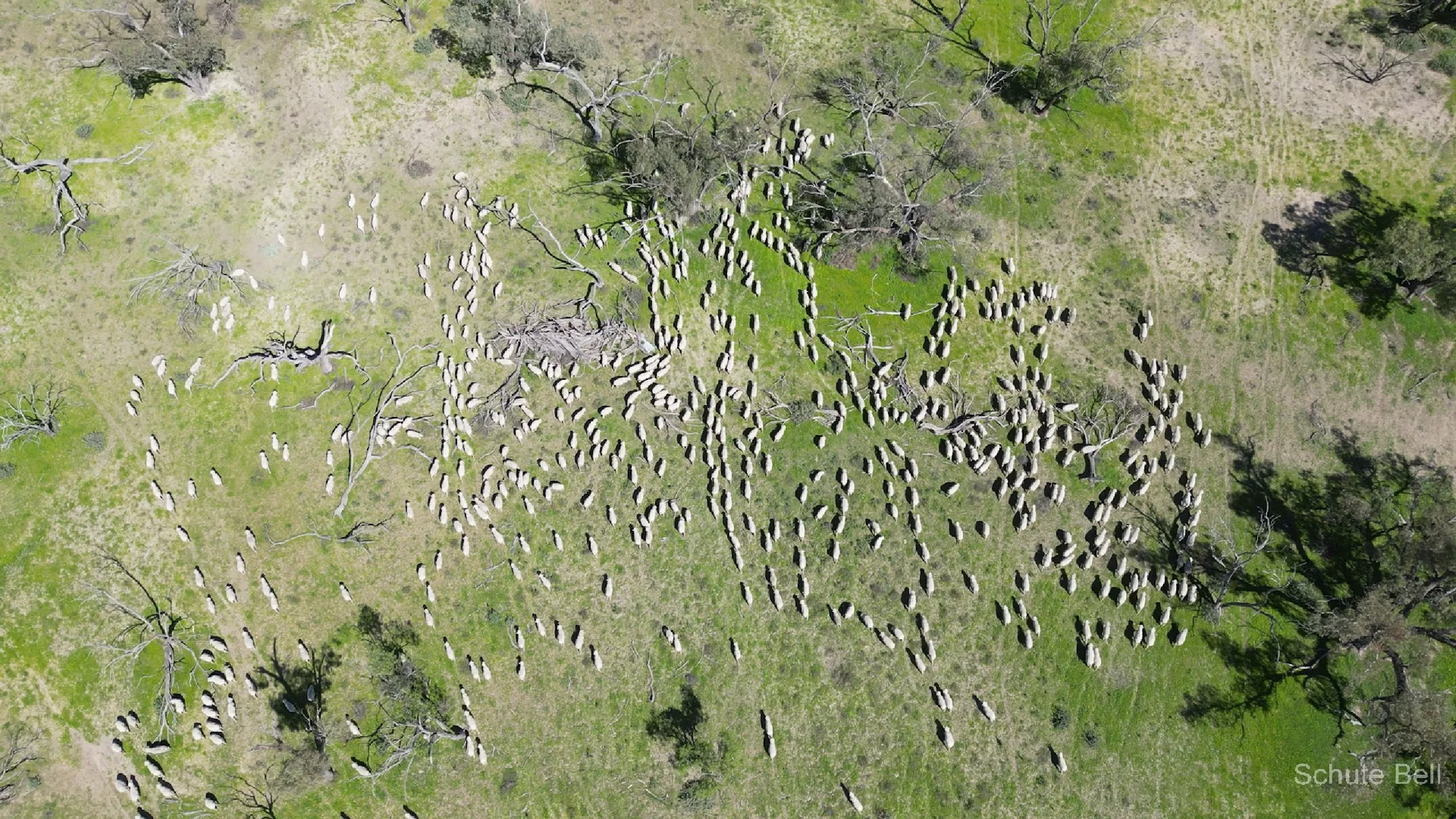 Additional image 21 of Narran Lake Road, Brewarrina NSW 2839