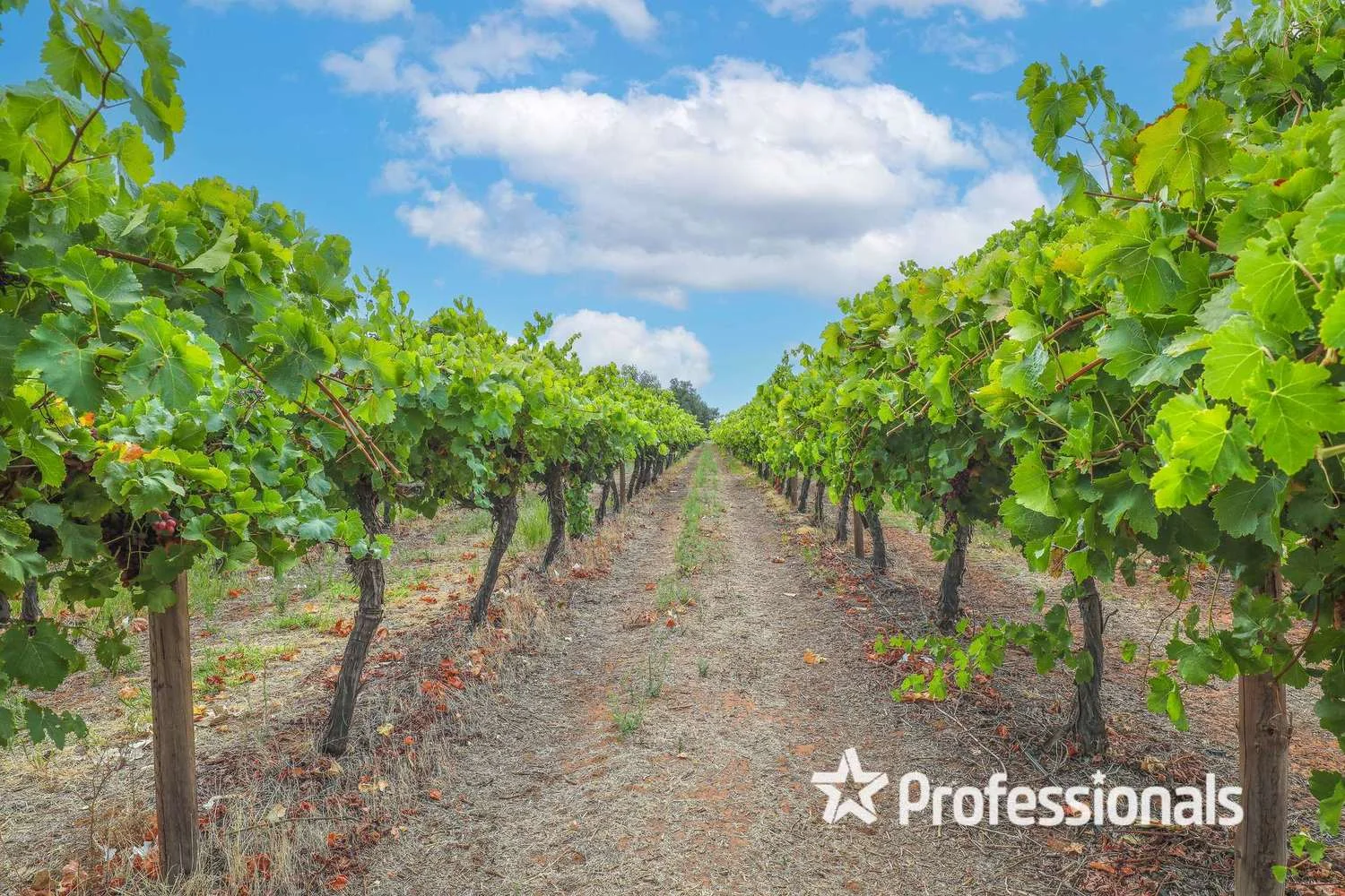 Additional image 10 of 405 Euston Avenue, Red Cliffs VIC 3496