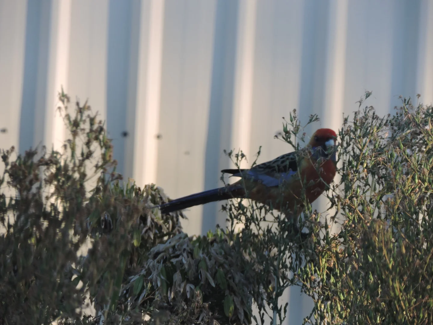 Additional image 22 of 1038 Monarto Road, Monarto SA 5254