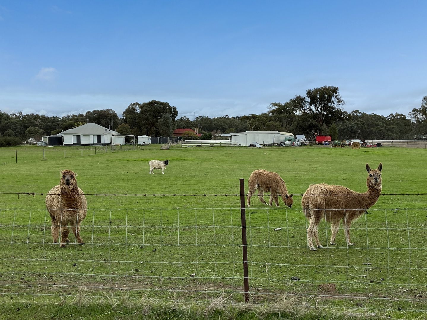 28 Harpers Lane, Wedderburn VIC 3518, Image 2