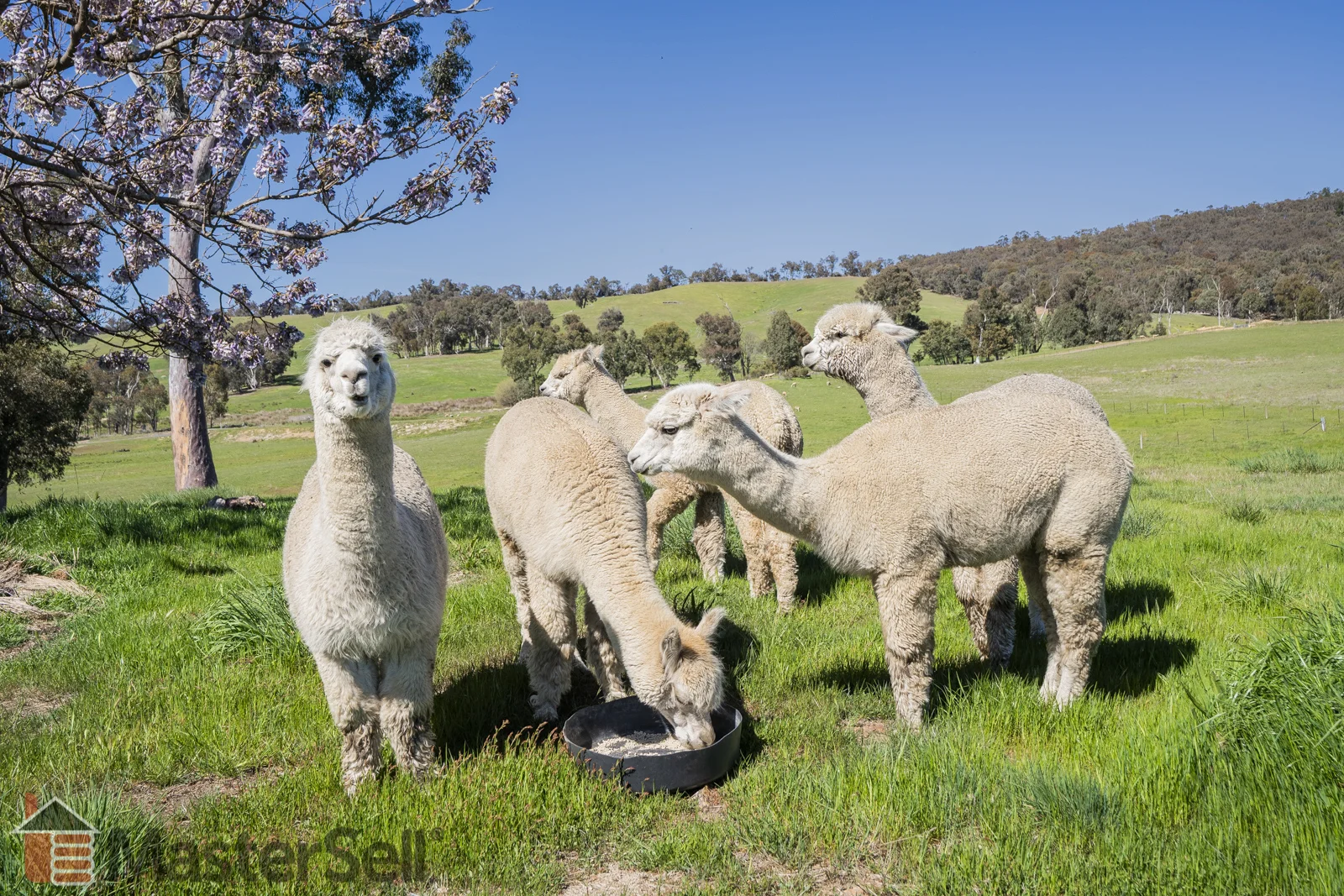 Additional image 14 of 172 Murray’s Crossing Road, Tumbarumba NSW 2653