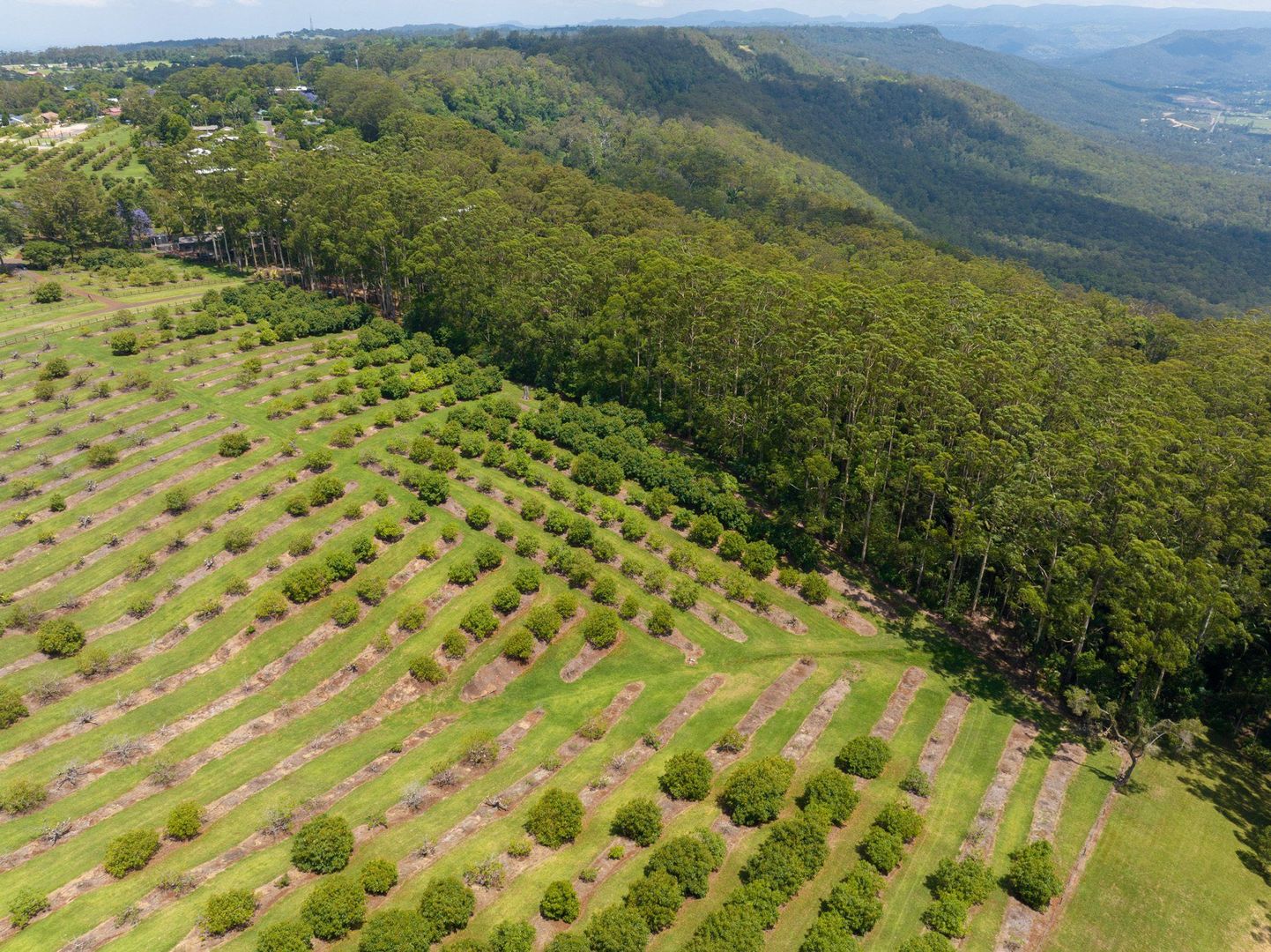 Lot 9/41- 43 Manitzky Road, Tamborine Mountain QLD 4272, Image 2