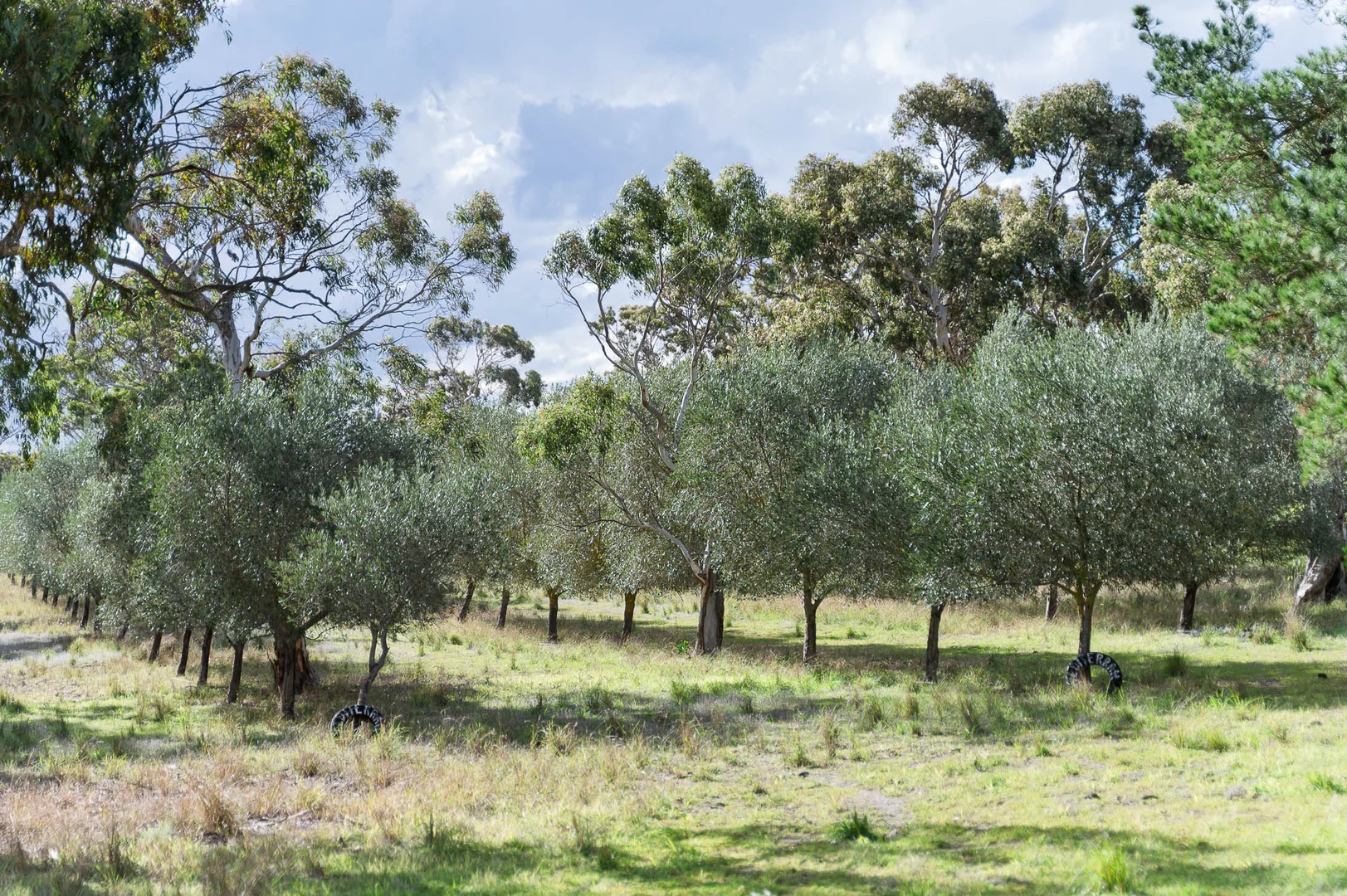 Image 33