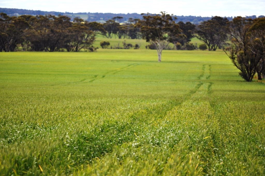 Katanning WA 6317, Image 2