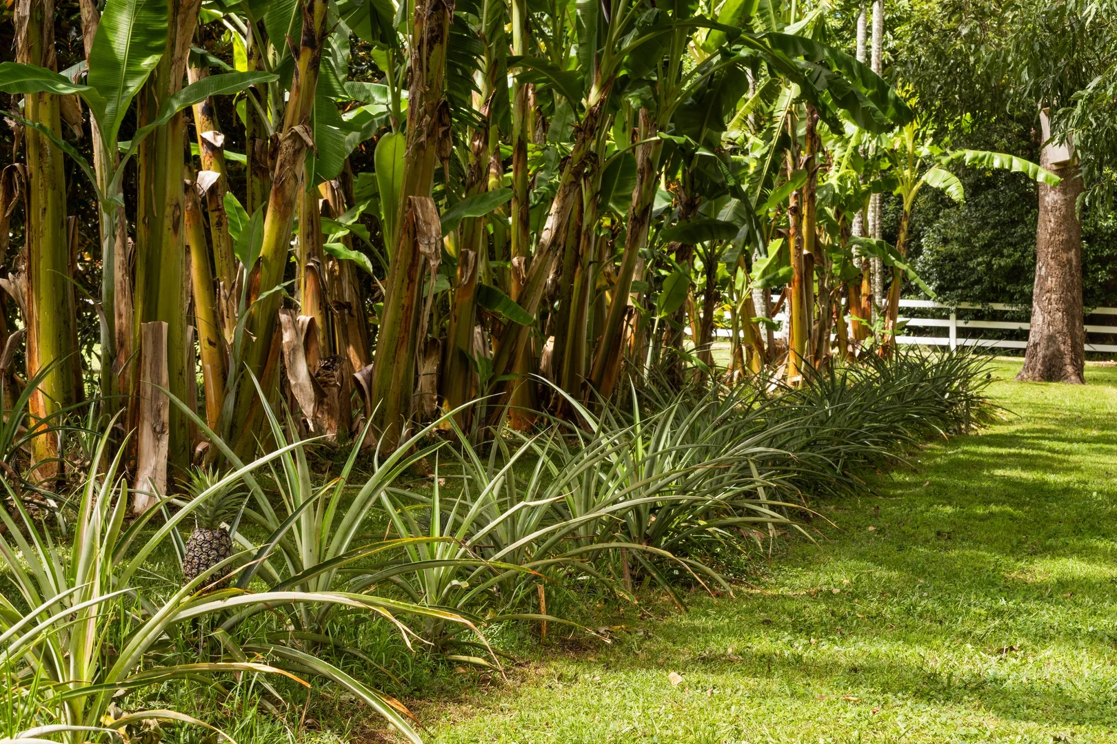 Additional image 35 of 9-25 Normandie Court, Tamborine Mountain QLD 4272