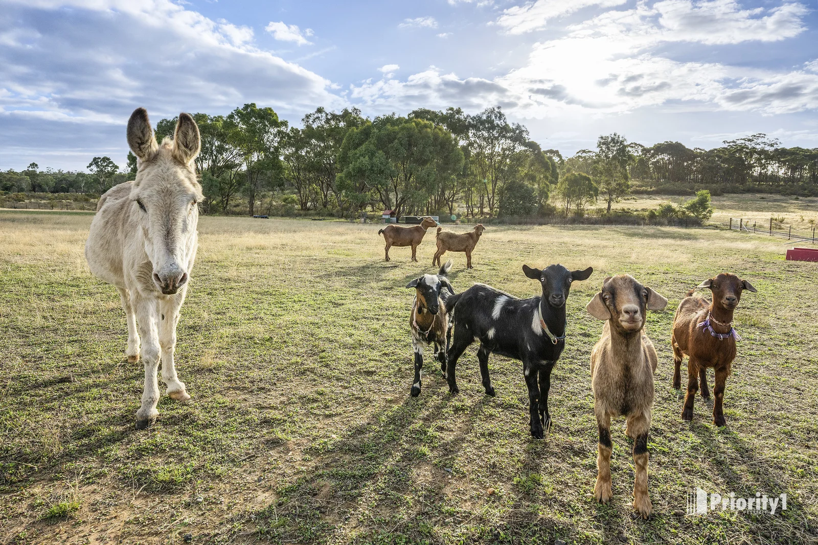 Additional image 24 of 5 Clancy Road, Eppalock VIC 3551