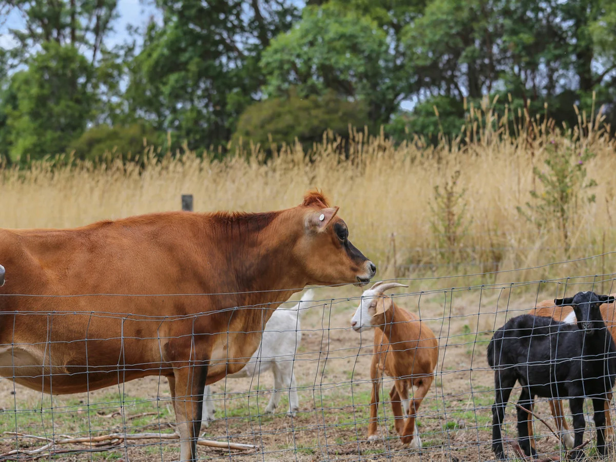 Additional image 15 of 57 Castle Carey Road, Gnotuk VIC 3260