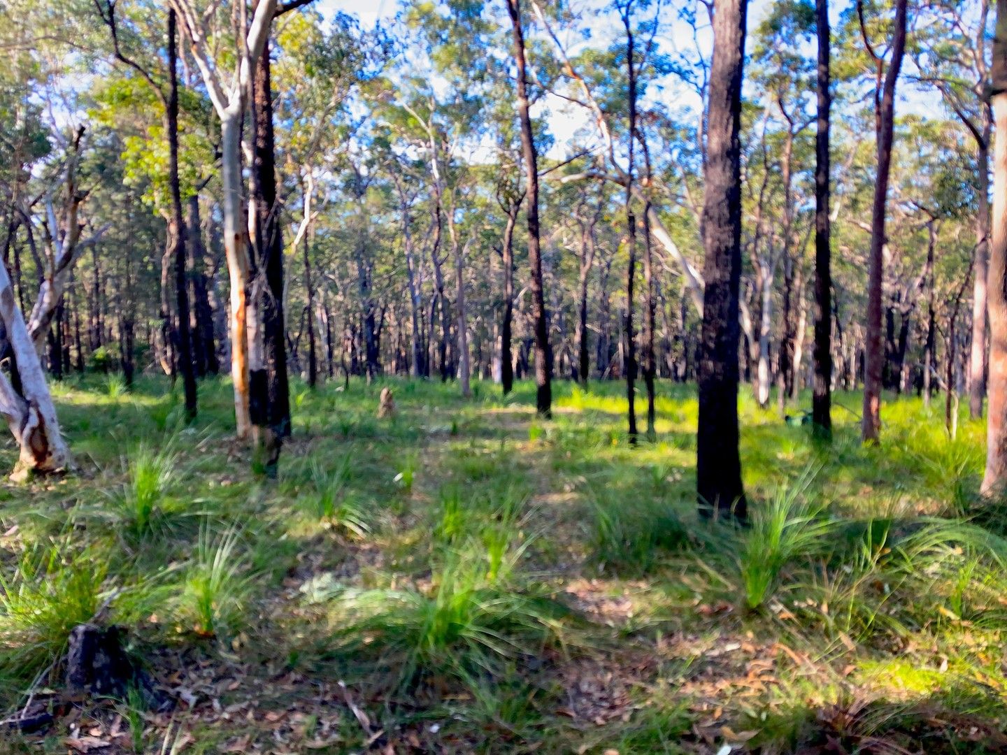Vacant land in 21 Rivergum Drive, MORISSET NSW, 2264