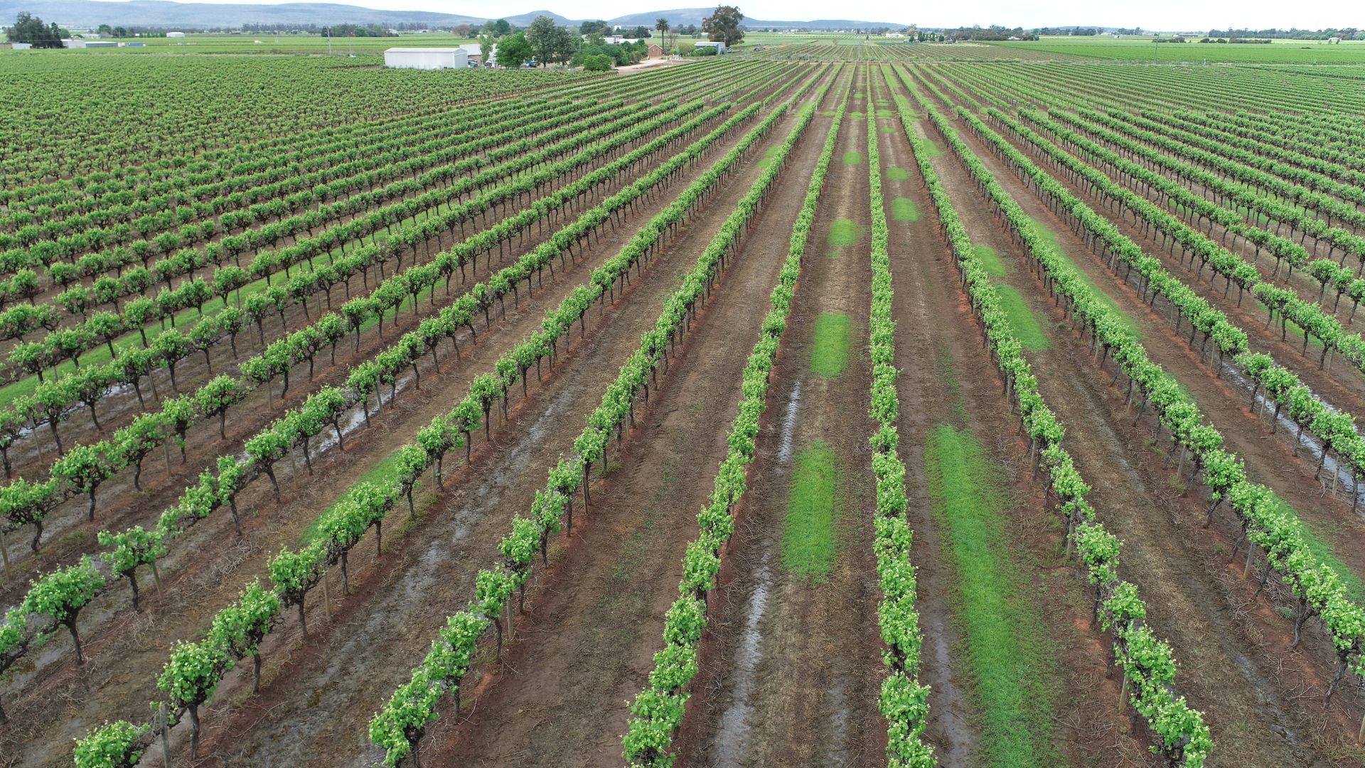 1356 Rodgers Road, Yenda NSW 2681 House for Sale Domain