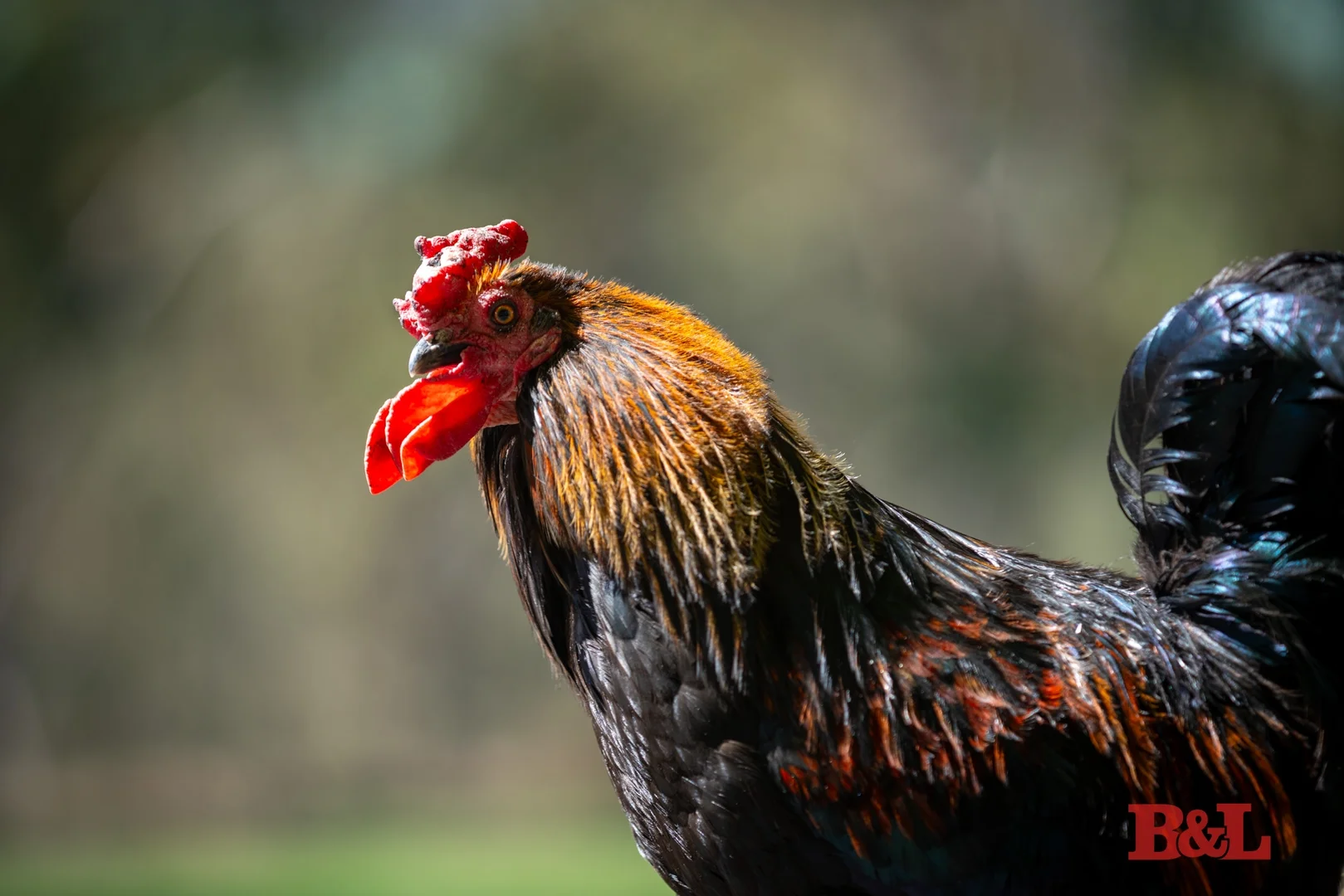 Additional image 24 of 1916 Mid Western Highway, Bathampton via, Bathurst NSW 2795