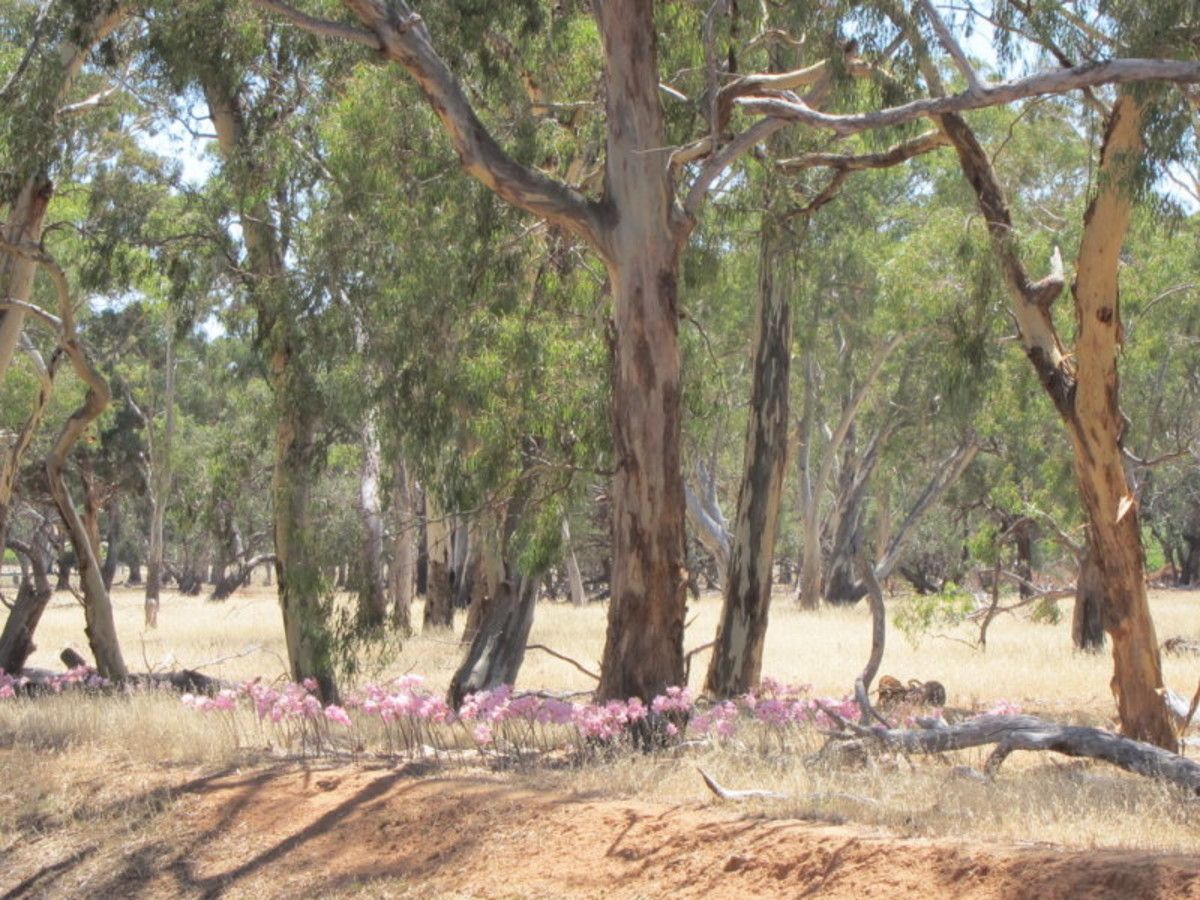 Sec 2994 Research Road, Nuriootpa SA 5355, Image 2