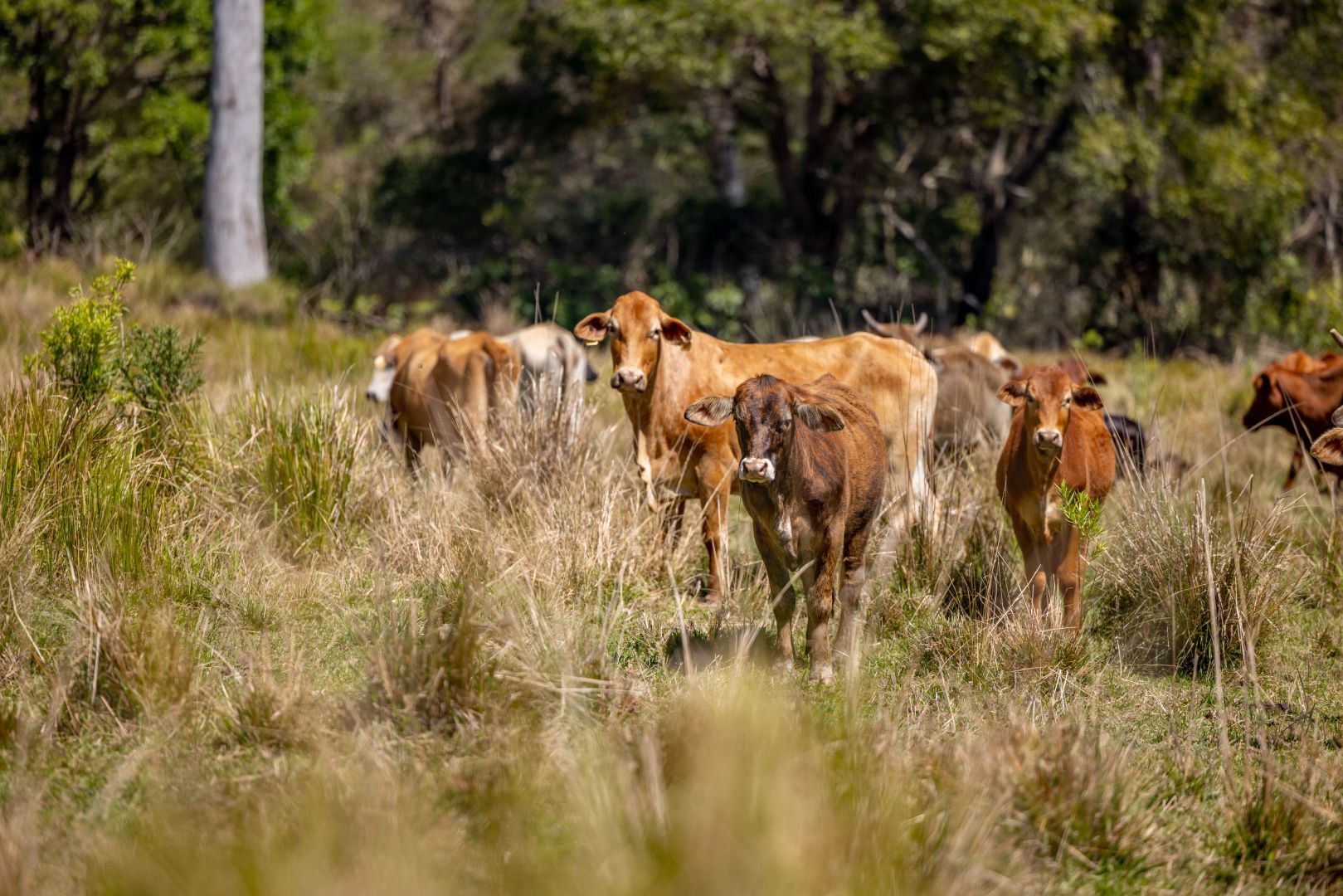 Lot 2/948 Aherns Road, Conondale QLD 4552, Image 2